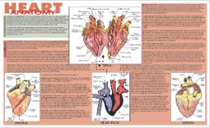 Heart Dissection Placemat