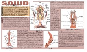 Squid Dissection Placemat