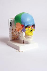 Human skull model with fold-out guide