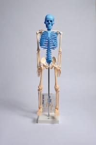 Human skeleton model with fold-out guide