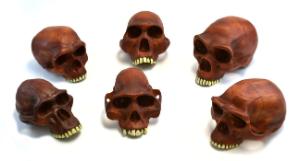 Prehistoric Skull Set