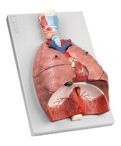 Altay® Respiratory System Model