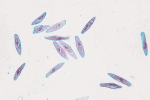 <i>Paramecium caudatum </i>Slide