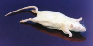 Formaldehyde-Free Rats