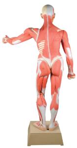 Eisco® Muscular Anatomy Figure