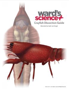 Crayfish visual dissection guide