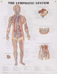 The Lymphatic System Poster