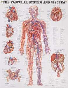 Vascular System And Viscera Poster
