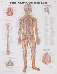 The Nervous System Poster
