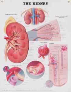 The Kidney Poster