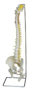 Rudiger® Physiological Spine