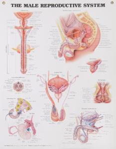 Reproductive System Posters