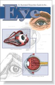Illustrated Dissection Guides