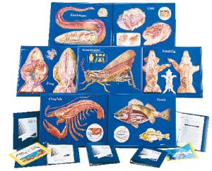 Dissection Activity Models