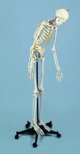 Rudiger Advanced Flexible Skeleton