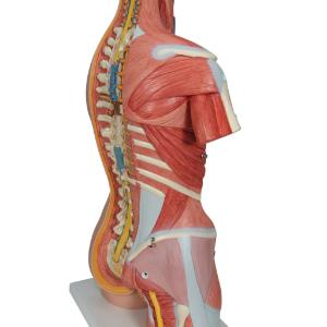Model Muscular Open Back Torso