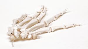 3B Scientific®  Articulated Hand Skeleton