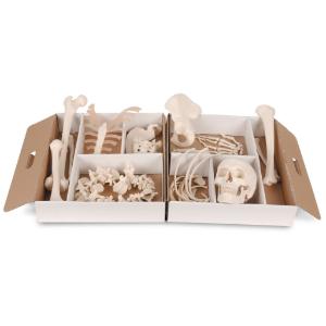 Disarticulated Half Skeleton-Wired
