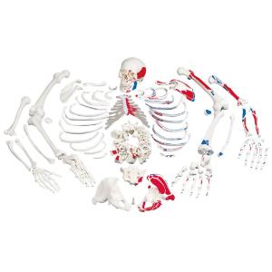 Disarticulated Skeleton- Painted