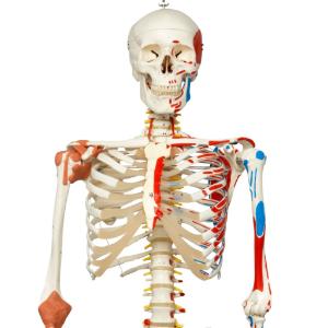 Flexible Ligamentary Painted Skeleton - Ring Mount