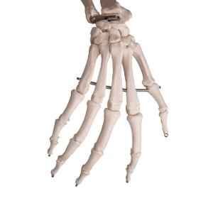 Flexible Skeleton with Roller Stand