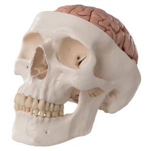 Skull with Five Part Brain