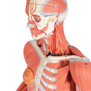 Model Entire Human Anatomy Figure