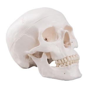Classic Human Skull