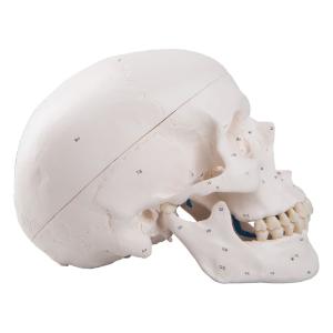 Classic Painted Human Skull