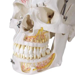 Deluxe Dental Demonstration Skull