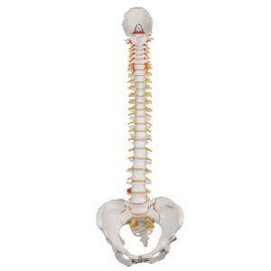 Flexible Spine and Female Pelvis