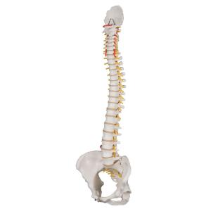 Flexible Spine and Female Pelvis