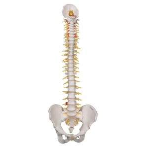 Deluxe Flexible Spine