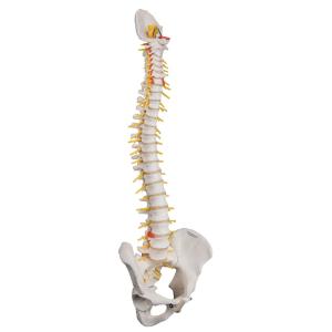 Deluxe Flexible Spine