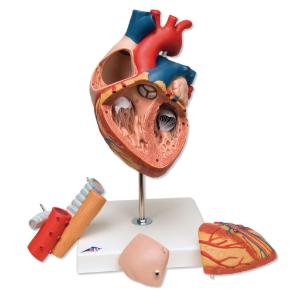 3B Scientific® Heart With Esophagus And Trachea