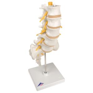 Lumbar Spinal Column