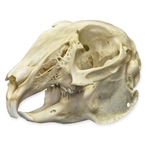 Natural Bone Cottontail Rabbit Skull