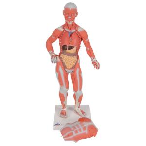 Model Mini Muscular Figure