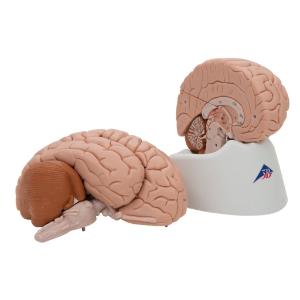 Model Brain, 8 Parts
