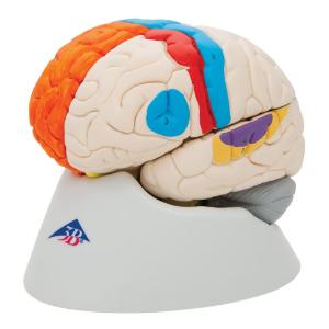 Model Neuro-Anatomical Brain, 8-Parts