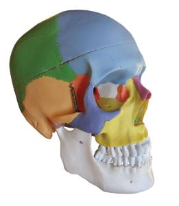 Walter® 22 Colored Classic Skull