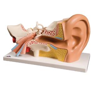 Model Giant Ear-Classic Version