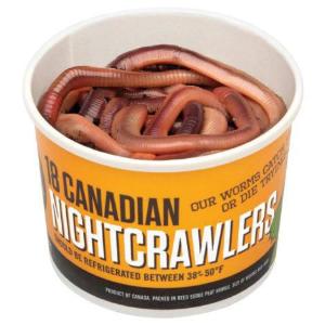 Canadian night crawlers cup of 18