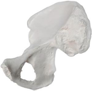 Eisco® Individual Bones, Axial
