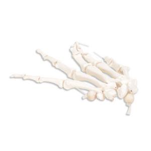3B Scientific®  Hand Skeleton