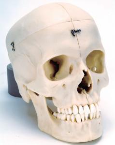3B Scientific® BONElike™ Bony Skull