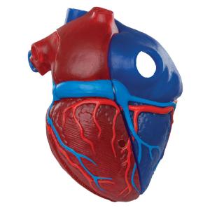 3B Scientific® Magnetic Heart Model
