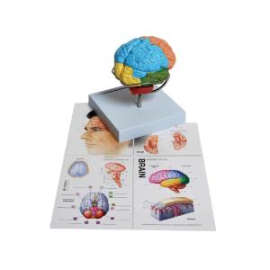 Human brain model, 8-part