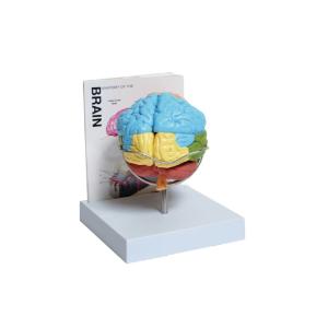 Human brain model, 8-part