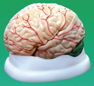 Brain model, 3-part